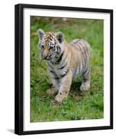 Tiger Cub Ready to Play Full Bleed-Martin Fowkes-Framed Giclee Print