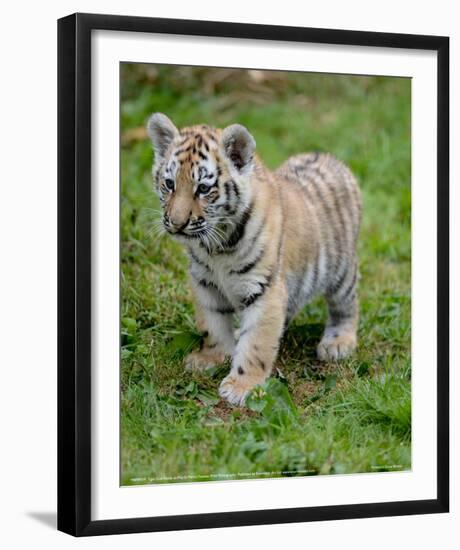 Tiger Cub Ready to Play Full Bleed-Martin Fowkes-Framed Giclee Print