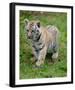 Tiger Cub Ready to Play Full Bleed-Martin Fowkes-Framed Giclee Print