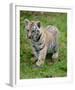 Tiger Cub Ready to Play Full Bleed-Martin Fowkes-Framed Giclee Print