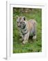 Tiger Cub Ready to Play Full Bleed-Martin Fowkes-Framed Giclee Print