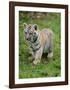 Tiger Cub Ready to Play Full Bleed-Martin Fowkes-Framed Giclee Print