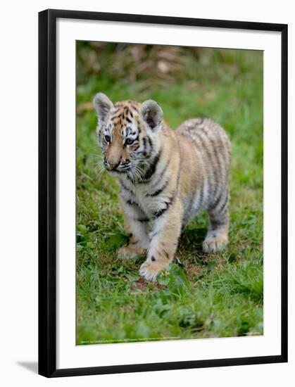 Tiger Cub Ready to Play Full Bleed-Martin Fowkes-Framed Giclee Print