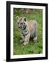 Tiger Cub Ready to Play Full Bleed-Martin Fowkes-Framed Giclee Print