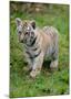 Tiger Cub Ready to Play Full Bleed-Martin Fowkes-Mounted Giclee Print