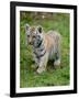 Tiger Cub Ready to Play Full Bleed-Martin Fowkes-Framed Giclee Print