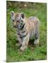 Tiger Cub Ready to Play Full Bleed-Martin Fowkes-Mounted Giclee Print