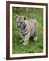 Tiger Cub Ready to Play Full Bleed-Martin Fowkes-Framed Giclee Print