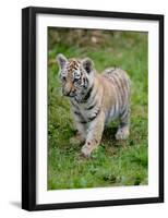 Tiger Cub Ready to Play-Martin Fowkes-Framed Giclee Print