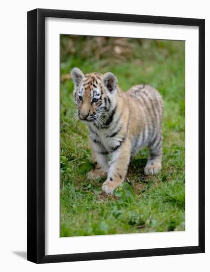 Tiger Cub Ready to Play-Martin Fowkes-Framed Giclee Print