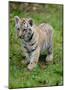 Tiger Cub Ready to Play-Martin Fowkes-Mounted Giclee Print