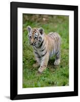 Tiger Cub Ready to Play-Martin Fowkes-Framed Giclee Print