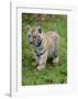 Tiger Cub Ready to Play-Martin Fowkes-Framed Giclee Print