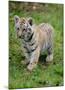 Tiger Cub Ready to Play-Martin Fowkes-Mounted Giclee Print