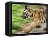 Tiger Cub Running, Four-Month-Old, Bandhavgarh National Park, India-Tony Heald-Framed Stretched Canvas