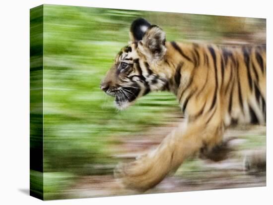 Tiger Cub Running, Four-Month-Old, Bandhavgarh National Park, India-Tony Heald-Stretched Canvas