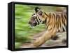 Tiger Cub Running, Four-Month-Old, Bandhavgarh National Park, India-Tony Heald-Framed Stretched Canvas