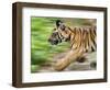 Tiger Cub Running, Four-Month-Old, Bandhavgarh National Park, India-Tony Heald-Framed Premium Photographic Print
