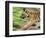 Tiger Cub Running, Four-Month-Old, Bandhavgarh National Park, India-Tony Heald-Framed Premium Photographic Print