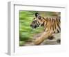 Tiger Cub Running, Four-Month-Old, Bandhavgarh National Park, India-Tony Heald-Framed Premium Photographic Print