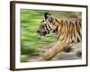Tiger Cub Running, Four-Month-Old, Bandhavgarh National Park, India-Tony Heald-Framed Photographic Print