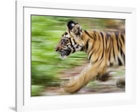 Tiger Cub Running, Four-Month-Old, Bandhavgarh National Park, India-Tony Heald-Framed Photographic Print