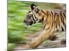Tiger Cub Running, Four-Month-Old, Bandhavgarh National Park, India-Tony Heald-Mounted Photographic Print