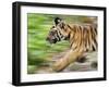 Tiger Cub Running, Four-Month-Old, Bandhavgarh National Park, India-Tony Heald-Framed Photographic Print