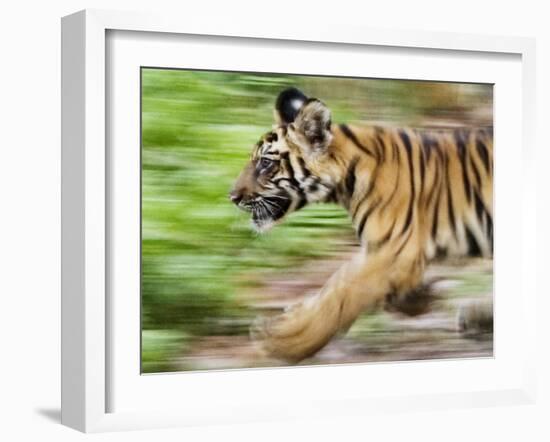 Tiger Cub Running, Four-Month-Old, Bandhavgarh National Park, India-Tony Heald-Framed Photographic Print