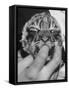 Tiger Cub Sucking a Human's Finger-Alfred Eisenstaedt-Framed Stretched Canvas