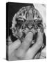 Tiger Cub Sucking a Human's Finger-Alfred Eisenstaedt-Stretched Canvas