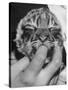 Tiger Cub Sucking a Human's Finger-Alfred Eisenstaedt-Stretched Canvas