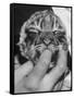 Tiger Cub Sucking a Human's Finger-Alfred Eisenstaedt-Framed Stretched Canvas