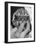 Tiger Cub Sucking a Human's Finger-Alfred Eisenstaedt-Framed Photographic Print