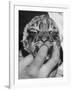 Tiger Cub Sucking a Human's Finger-Alfred Eisenstaedt-Framed Photographic Print