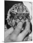 Tiger Cub Sucking a Human's Finger-Alfred Eisenstaedt-Mounted Photographic Print
