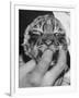 Tiger Cub Sucking a Human's Finger-Alfred Eisenstaedt-Framed Photographic Print