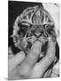 Tiger Cub Sucking a Human's Finger-Alfred Eisenstaedt-Mounted Photographic Print