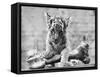 Tiger Cub with Large Bone-null-Framed Stretched Canvas