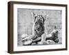 Tiger Cub with Large Bone-null-Framed Premium Photographic Print