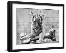 Tiger Cub with Large Bone-null-Framed Premium Photographic Print