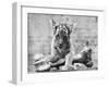 Tiger Cub with Large Bone-null-Framed Premium Photographic Print