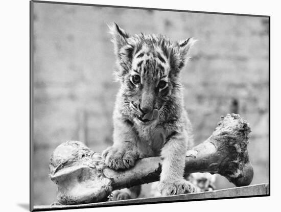 Tiger Cub with Large Bone-null-Mounted Premium Photographic Print