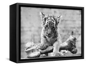 Tiger Cub with Large Bone-null-Framed Stretched Canvas