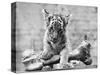 Tiger Cub with Large Bone-null-Stretched Canvas