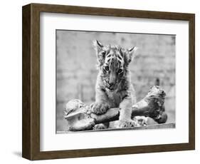 Tiger Cub with Large Bone-null-Framed Photographic Print