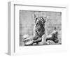 Tiger Cub with Large Bone-null-Framed Photographic Print