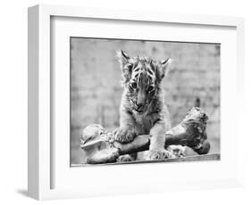 Tiger Cub with Large Bone-null-Framed Photographic Print