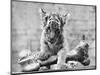 Tiger Cub with Large Bone-null-Mounted Photographic Print