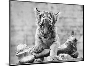 Tiger Cub with Large Bone-null-Mounted Photographic Print